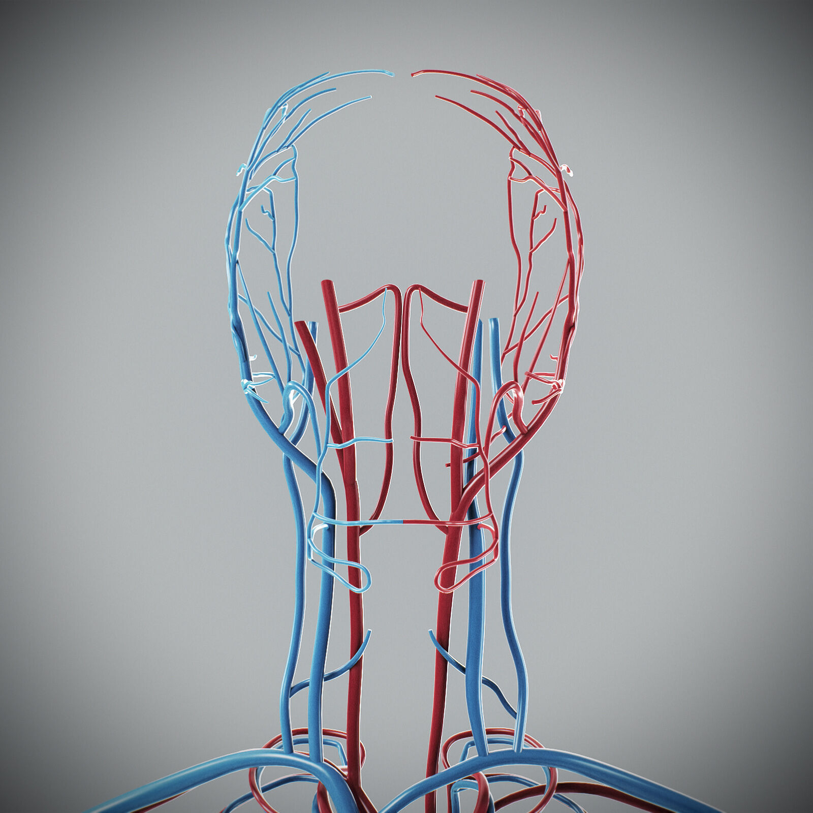 Human Male Circulatory Anatomy 3D model_6
