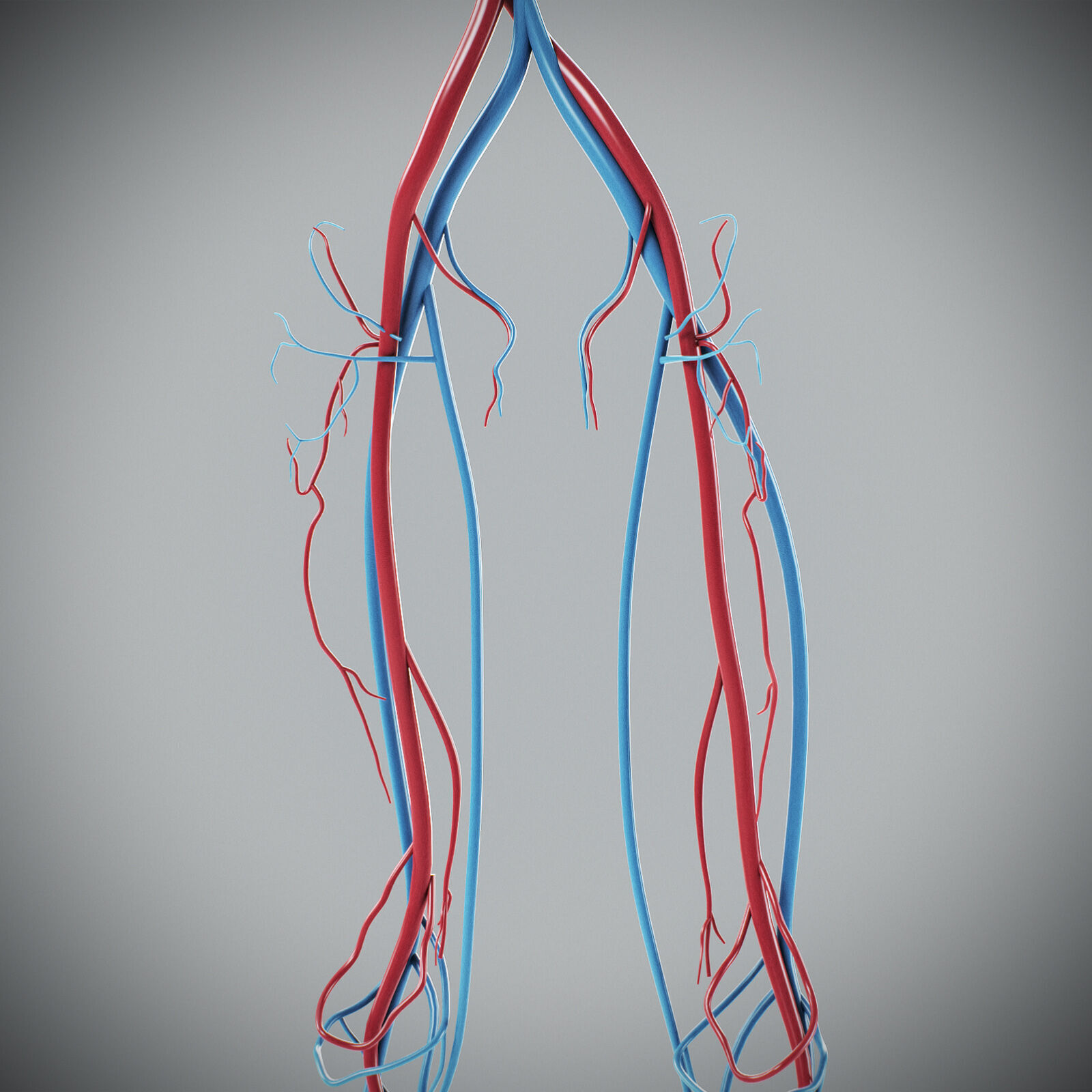 Human Male Circulatory Anatomy 3D model_20