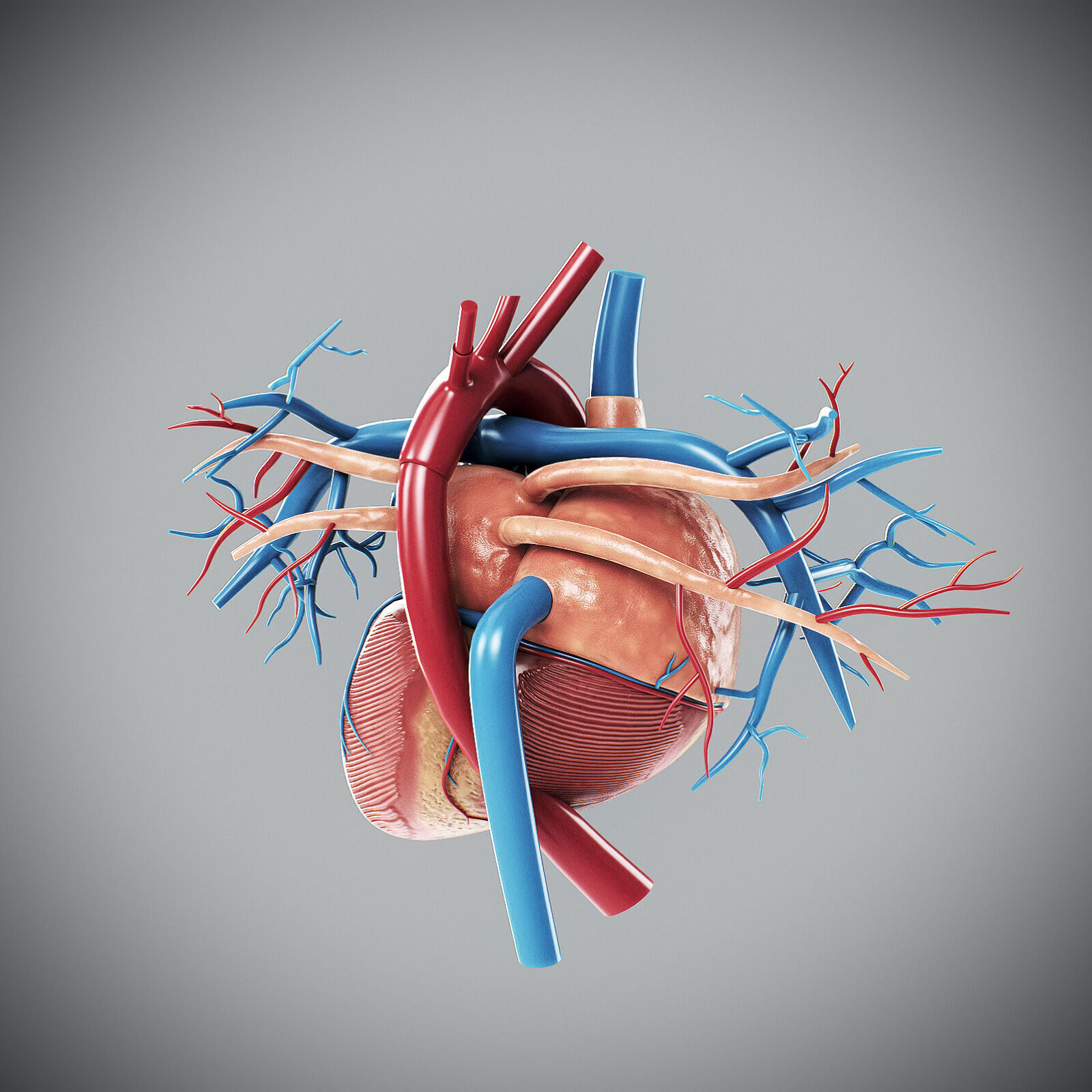 Human Male Circulatory Anatomy 3D model_4