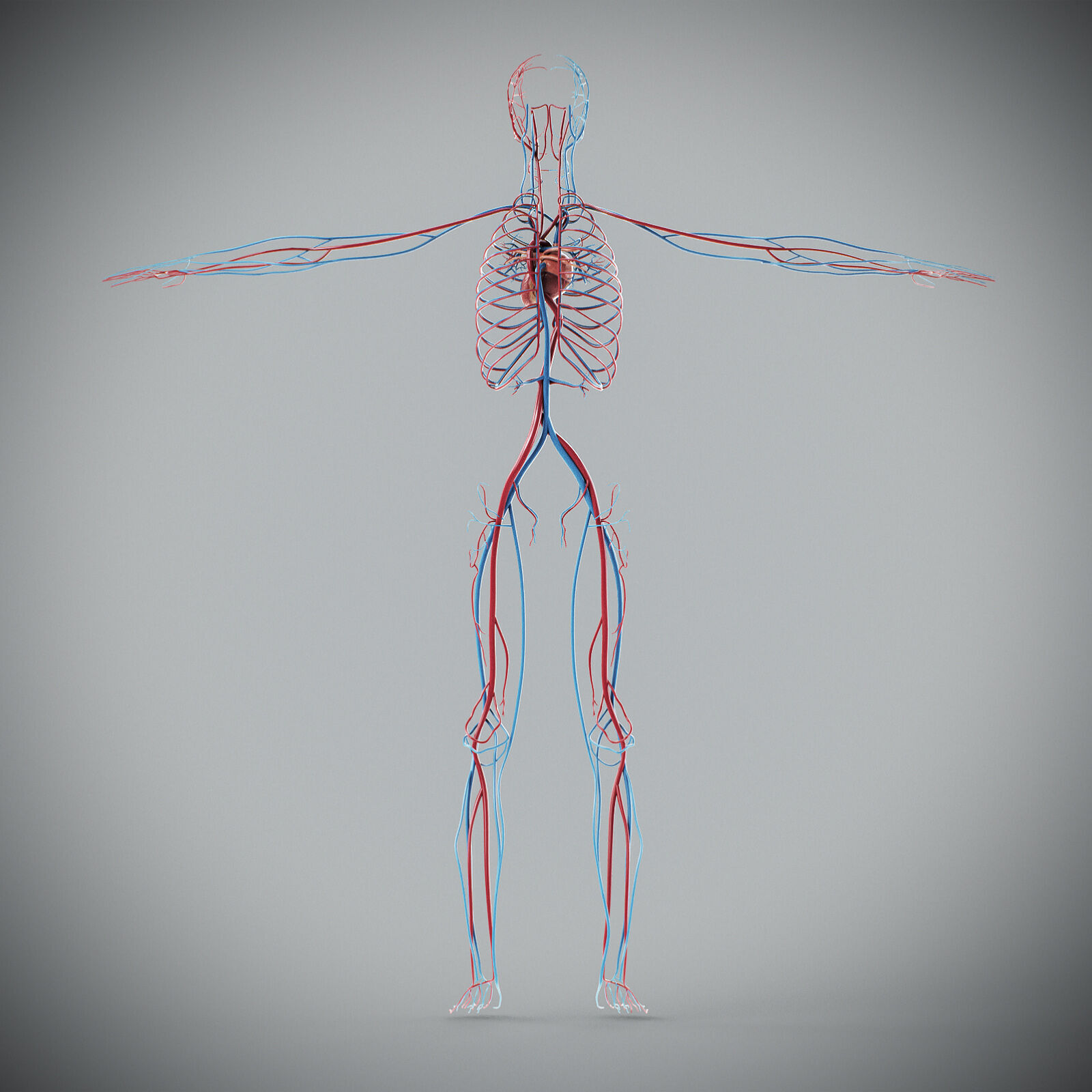 Human Male Circulatory Anatomy 3D model_11