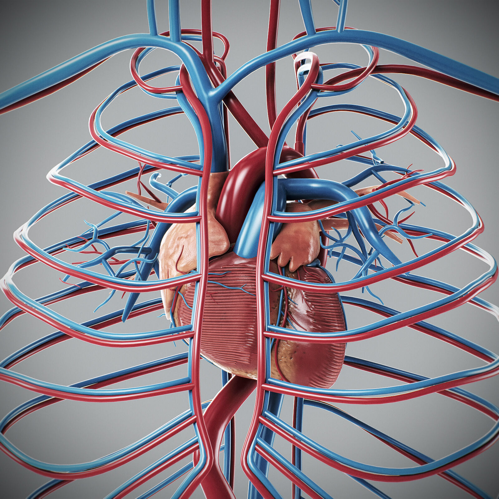 Human Male Circulatory Anatomy 3D model_15