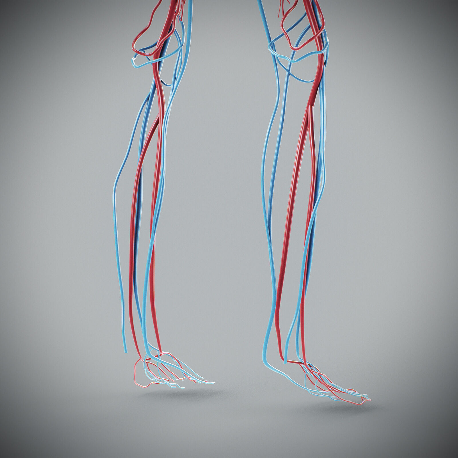 Human Male Circulatory Anatomy 3D model_22
