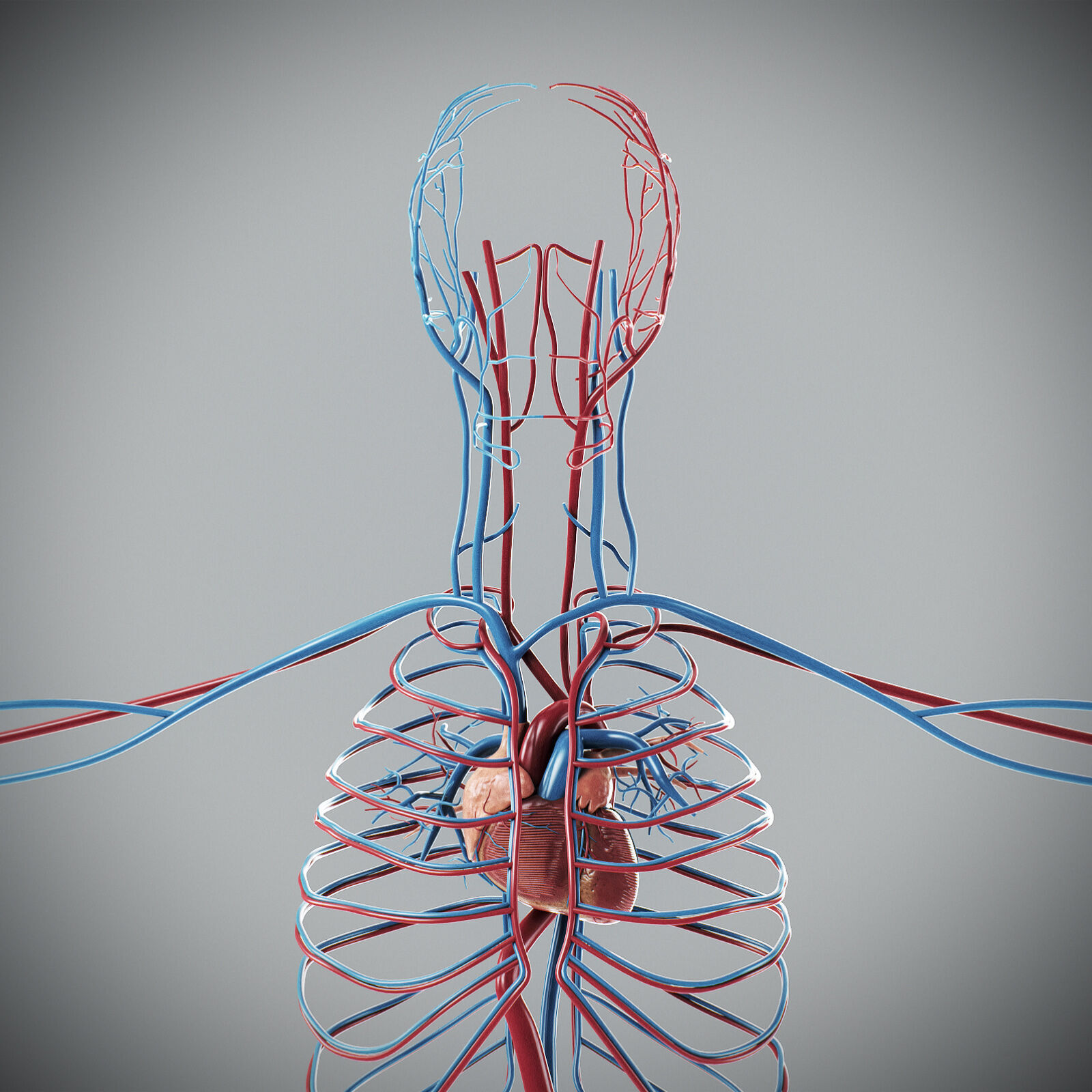 Human Male Circulatory Anatomy 3D model_2