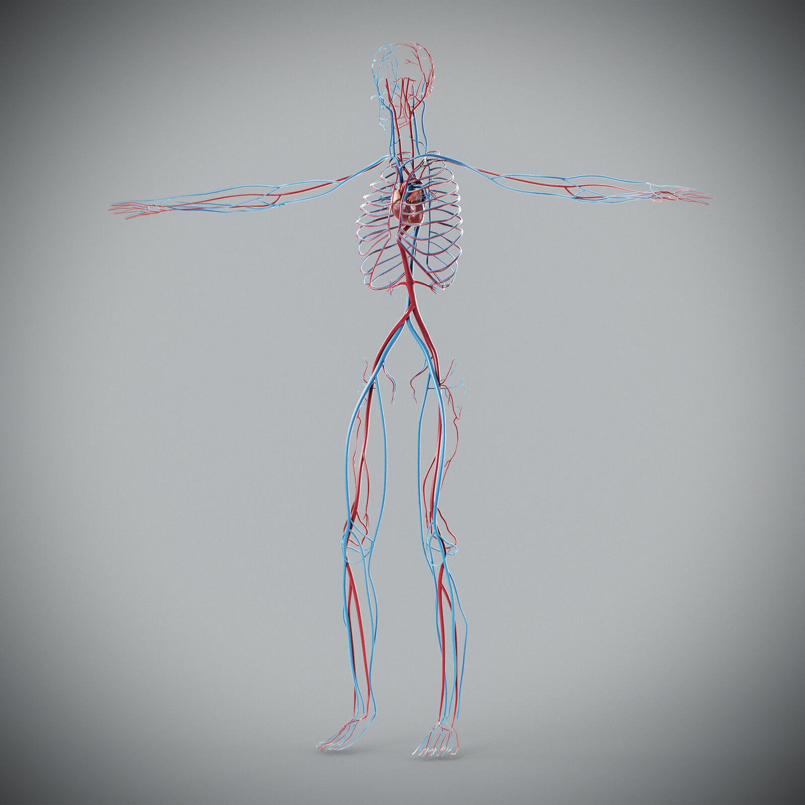 Human Male Circulatory Anatomy 3D model_12