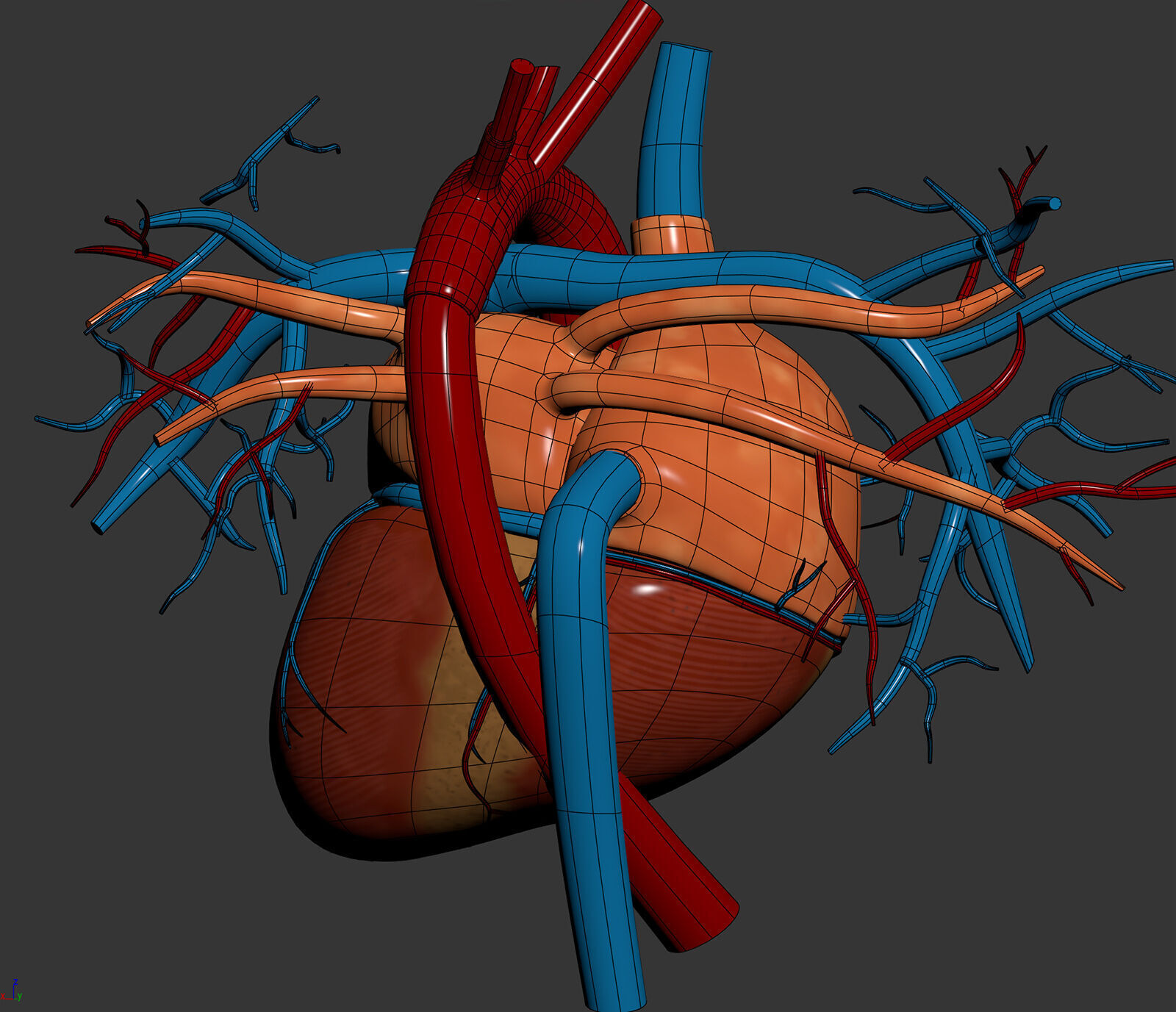 Human Male Circulatory Anatomy 3D model_17