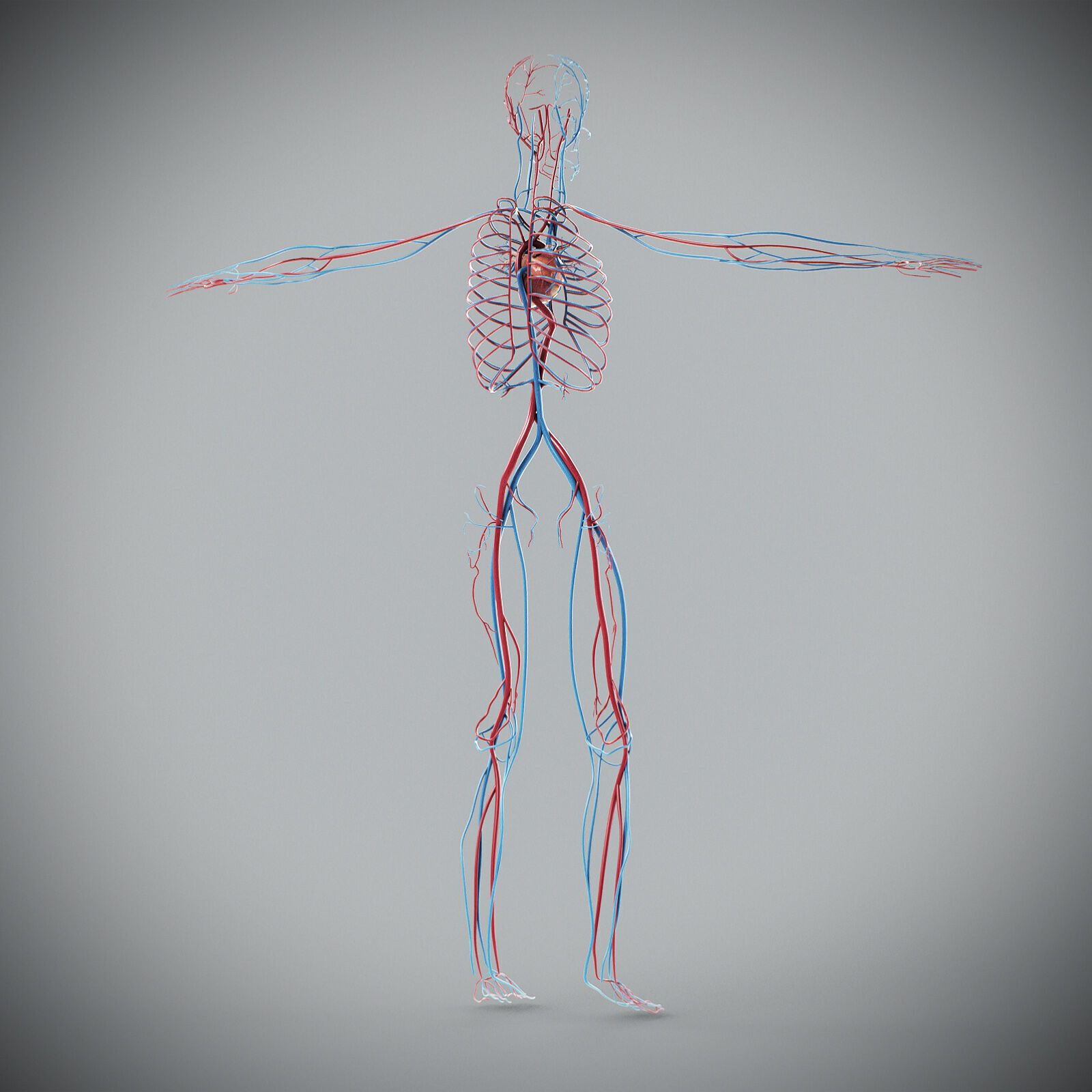 Human Male Circulatory Anatomy 3D model_13