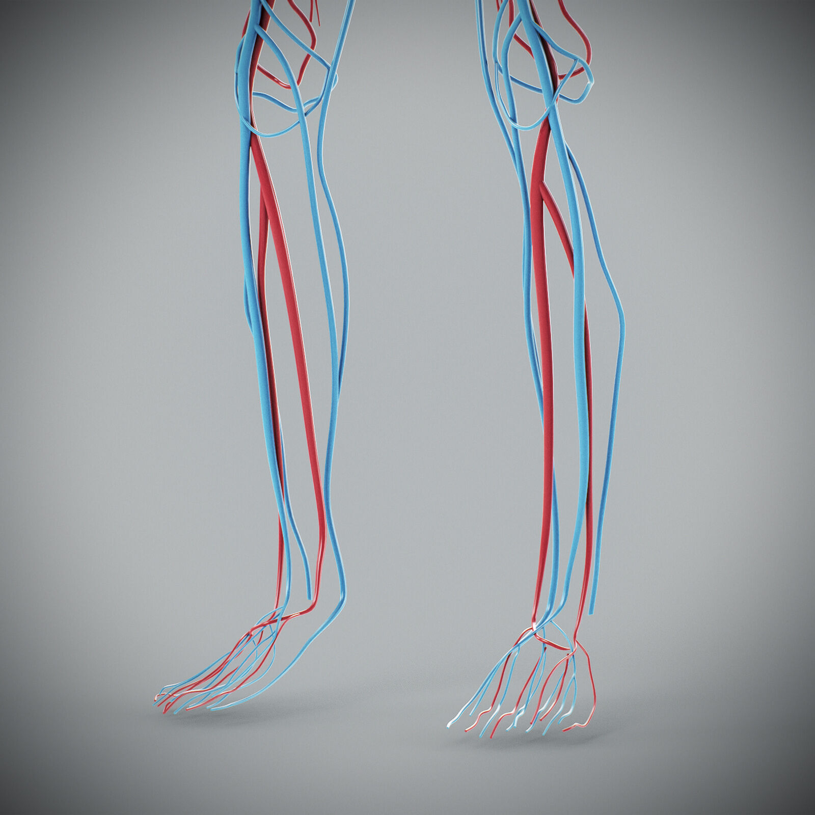 Human Male Circulatory Anatomy 3D model_21
