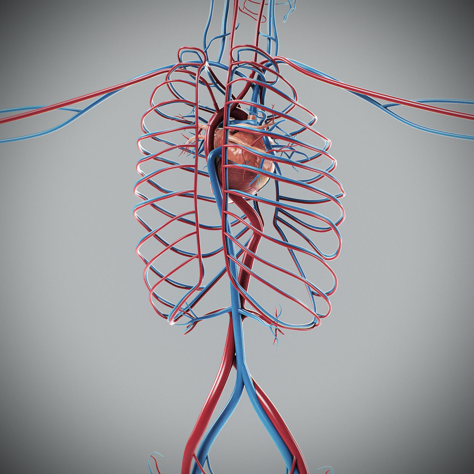Human Male Circulatory Anatomy 3D model_8