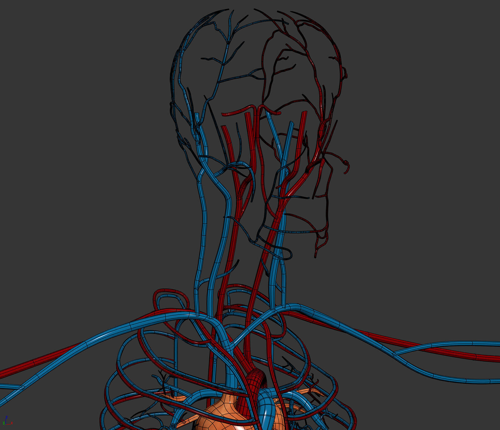 Human Male Circulatory Anatomy 3D model_7
