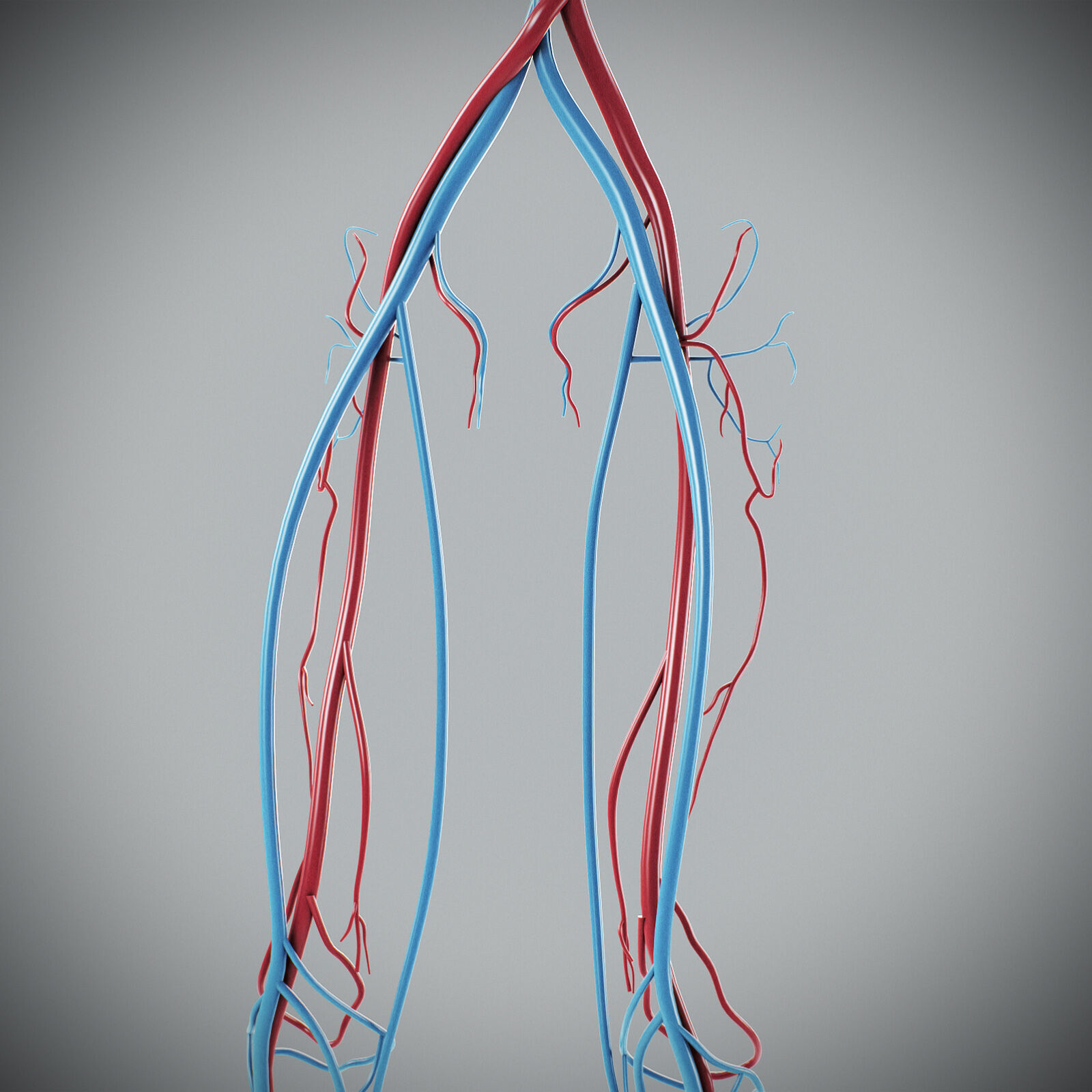 Human Male Circulatory Anatomy 3D model_19