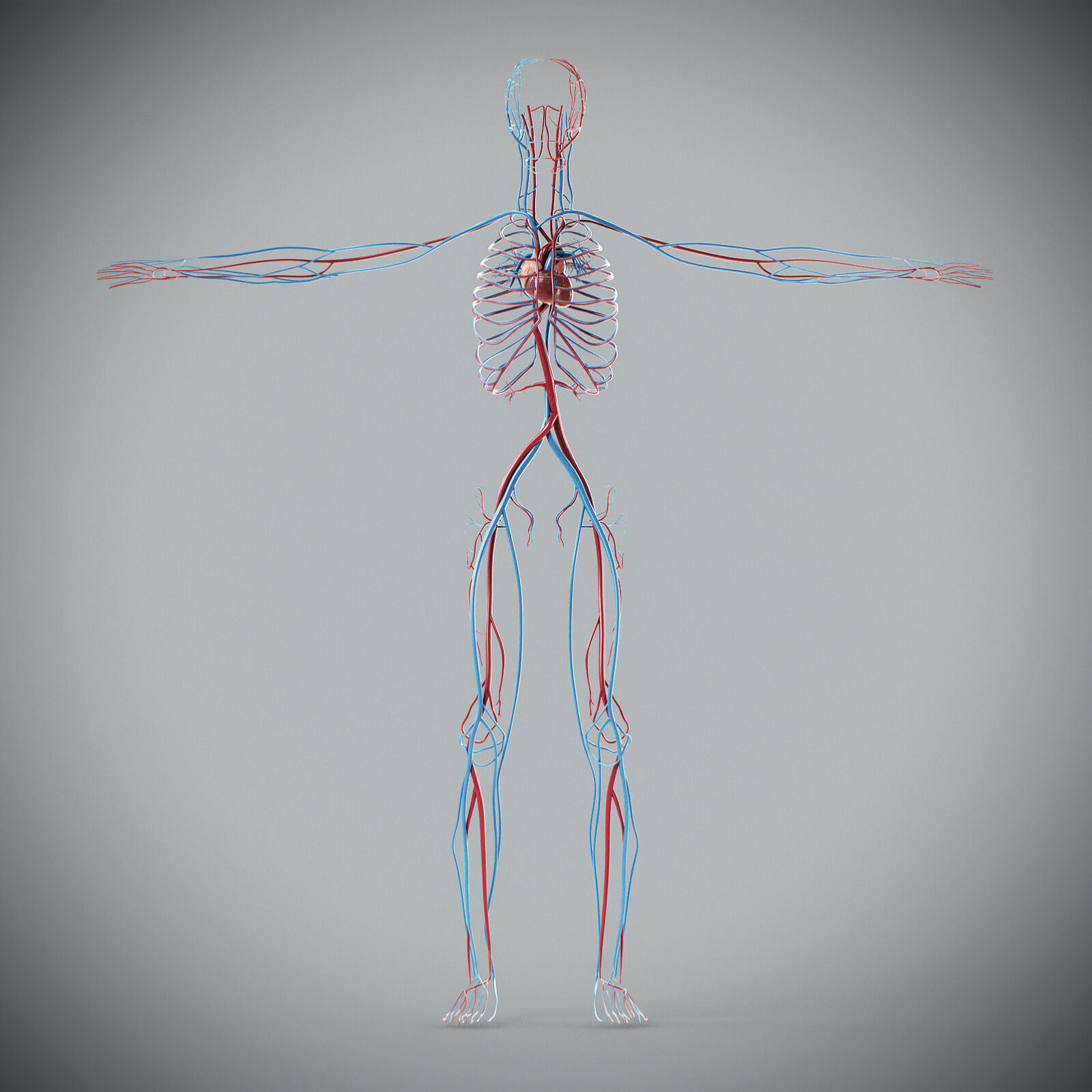 Human Male Circulatory Anatomy 3D model_10