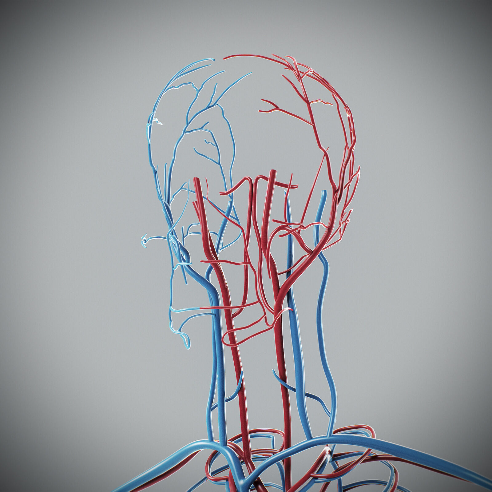 Human Male Circulatory Anatomy 3D model_14