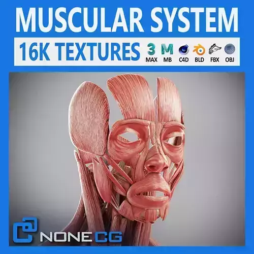 Human Male Muscular Anatomy