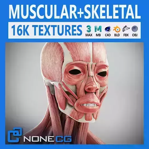 Human Male Skeletal and Muscular Anatomy 3D model