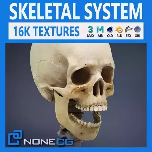 Human Male Skeletal Anatomy