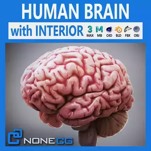 Human Brain Anatomy 3D model