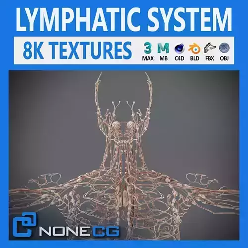 Human Male Lymphatic Anatomy 3D model