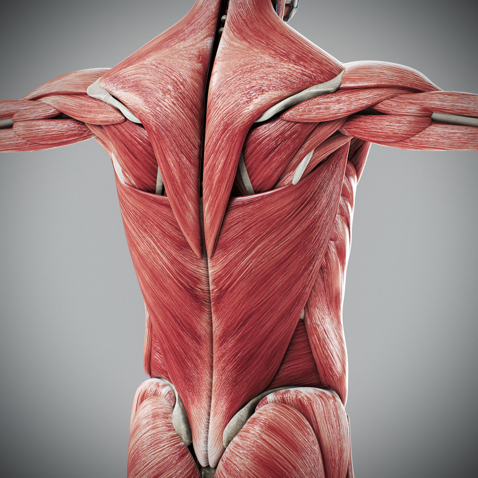 Human Male Anatomy 3D model_77