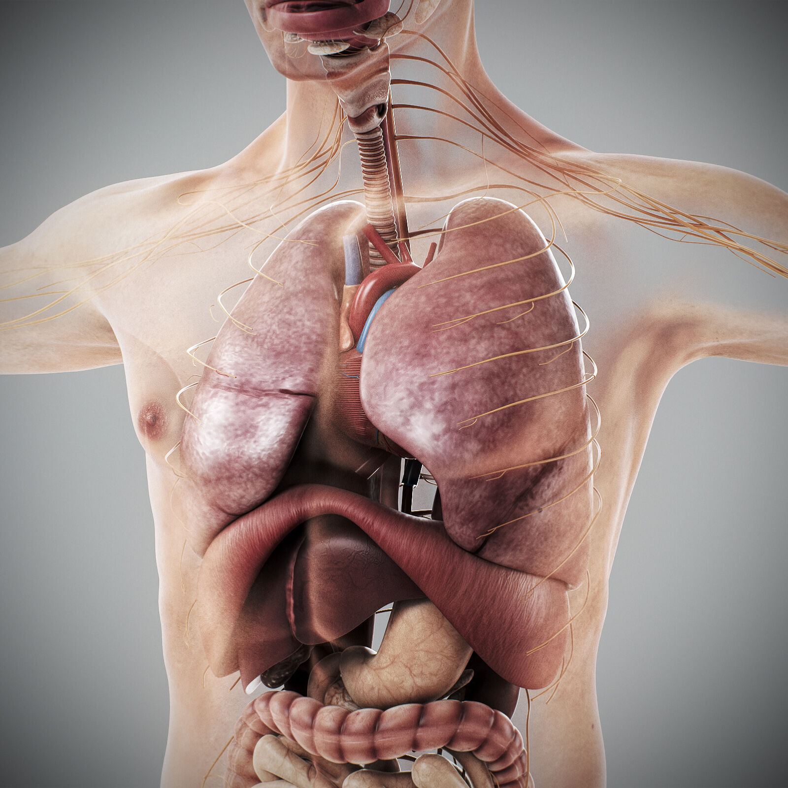 Human Male Anatomy 3D model_42