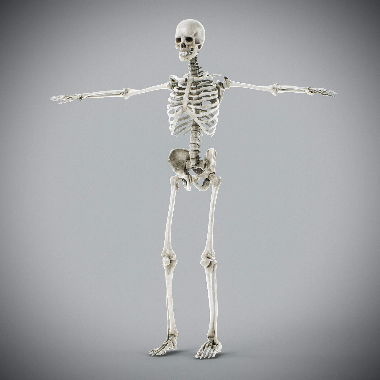 Human Male Anatomy 3D model_23