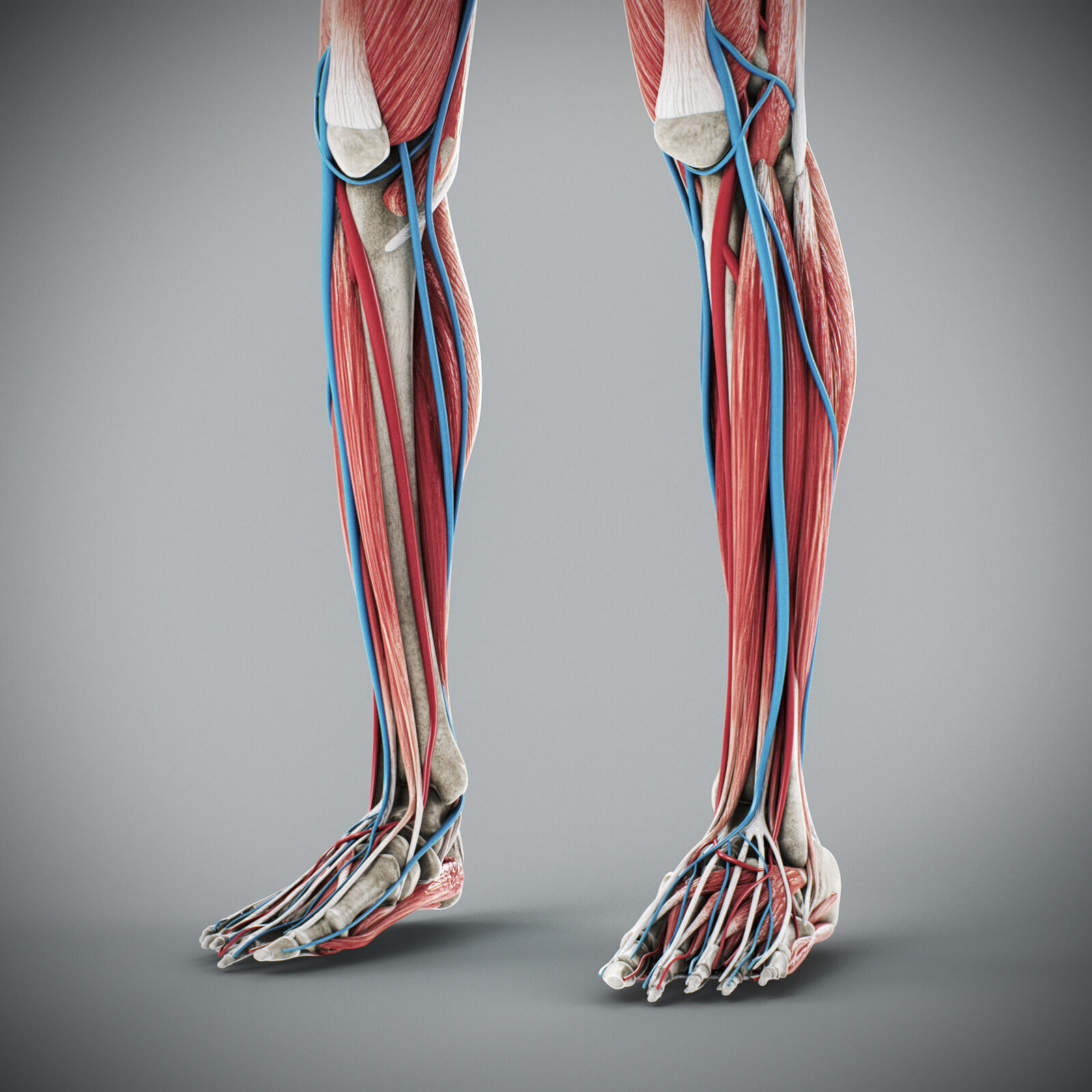 Human Male Anatomy 3D model_84