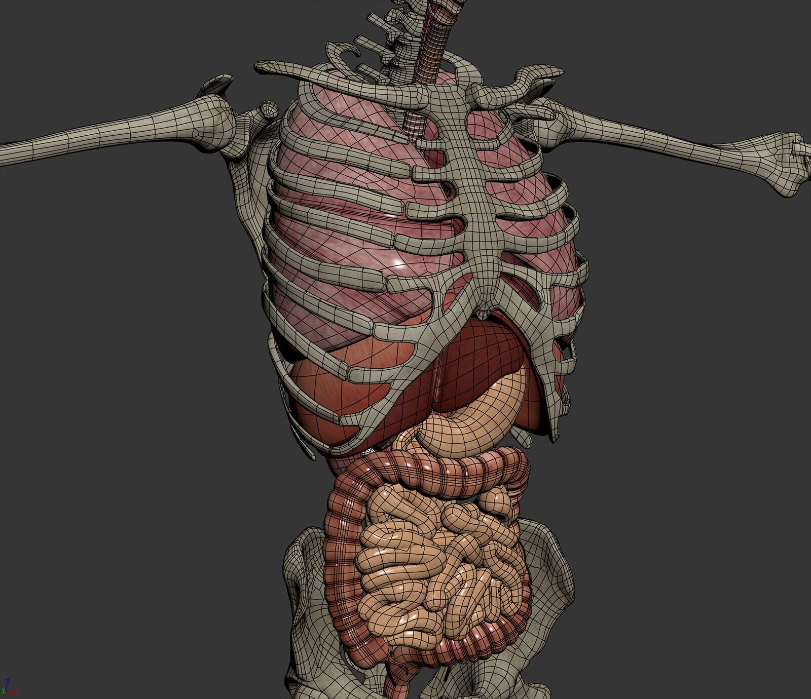 Human Male Anatomy 3D model_16