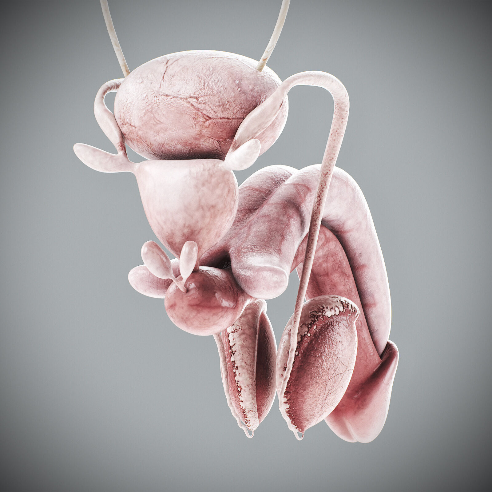 Human Male Anatomy 3D model_112