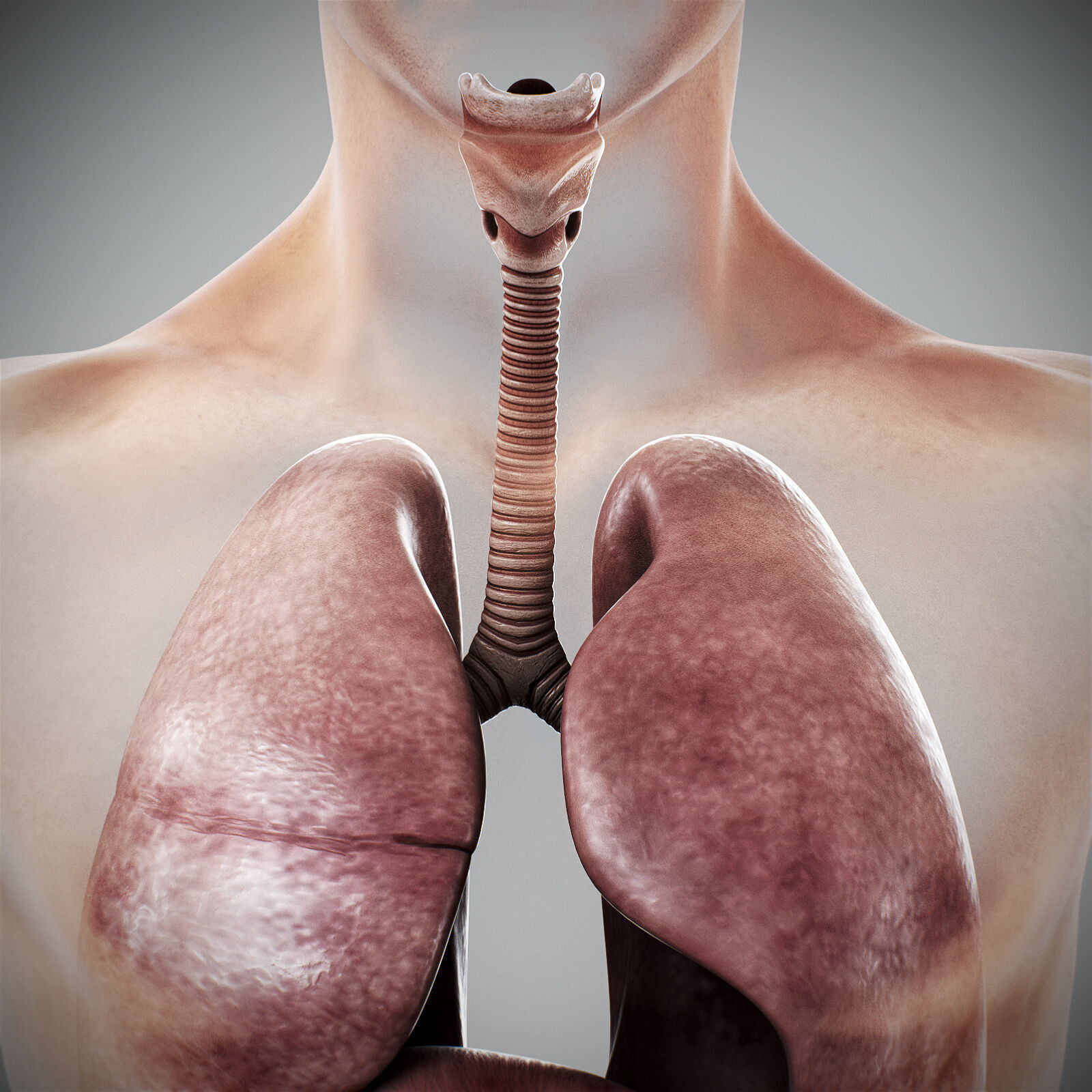 Human Male Anatomy 3D model_101