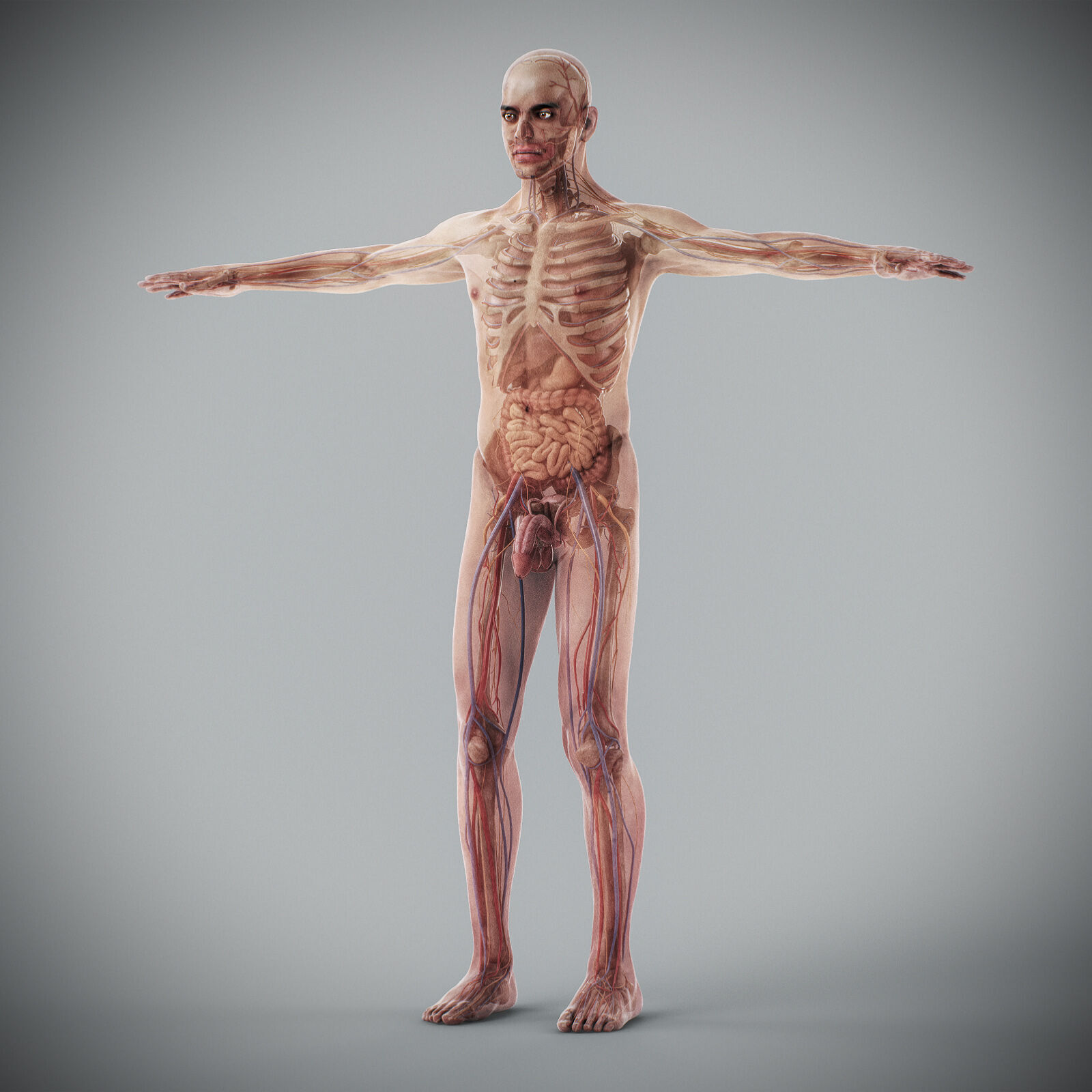 Human Male Anatomy 3D model_22