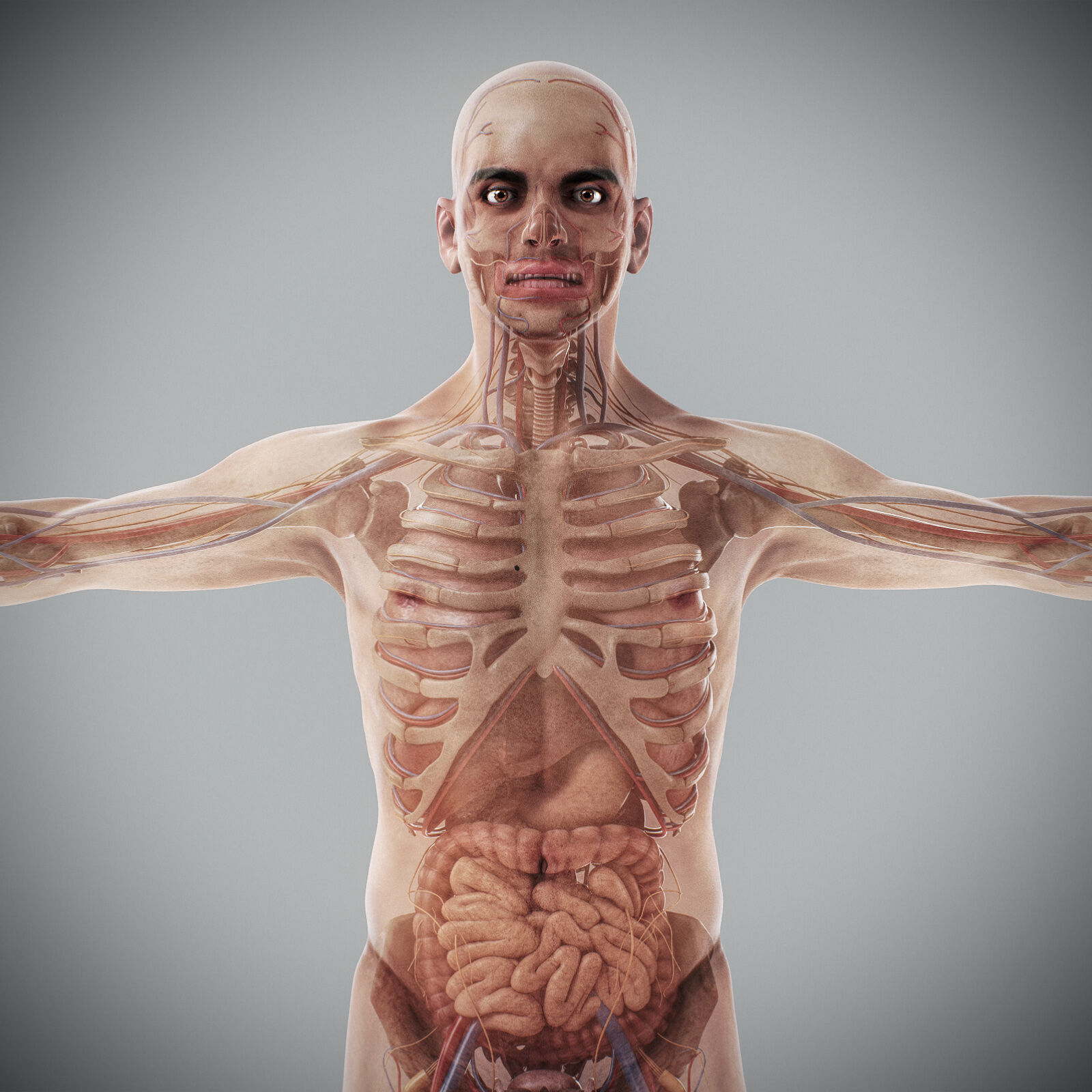 Human Male Anatomy 3D model_14