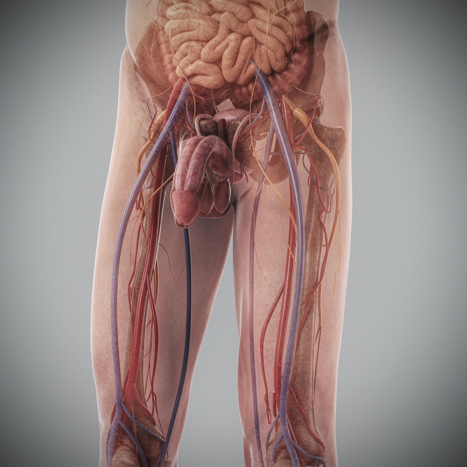 Human Male Anatomy 3D model_94