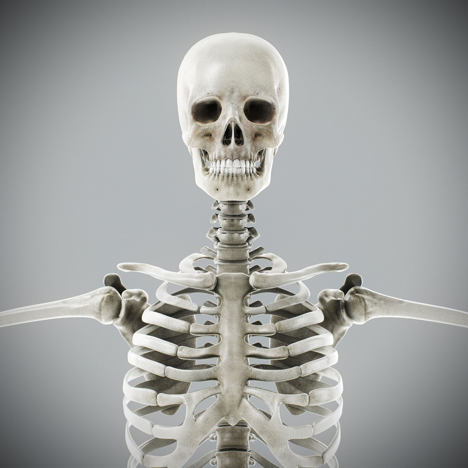 Human Male Anatomy 3D model_47