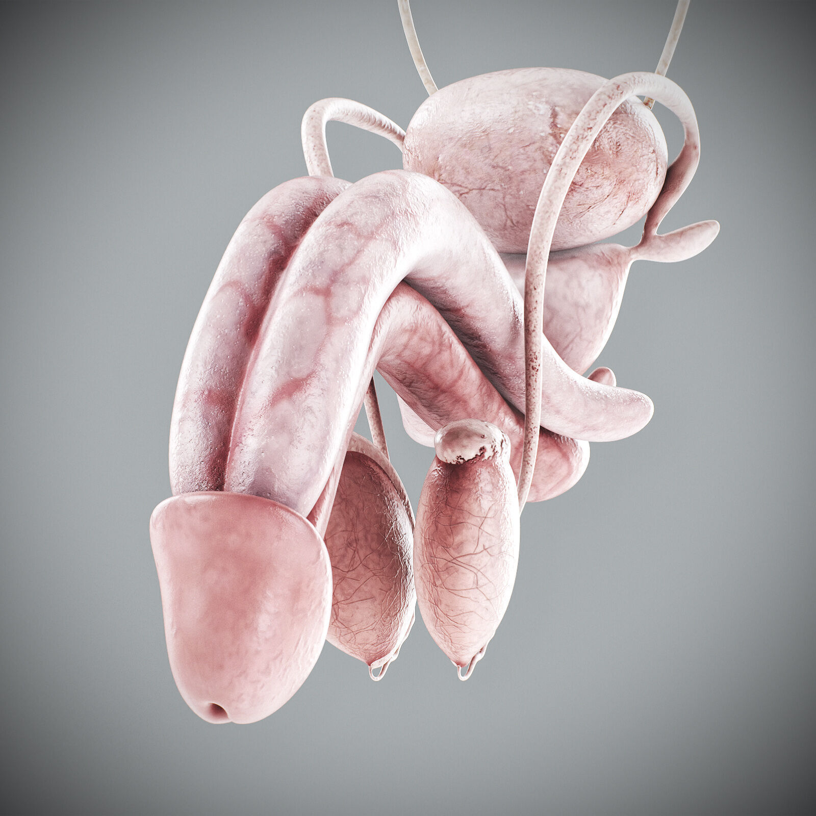 Human Male Anatomy 3D model_111