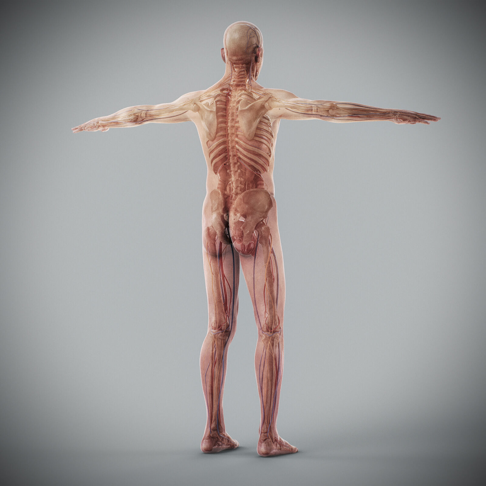 Human Male Anatomy 3D model_70