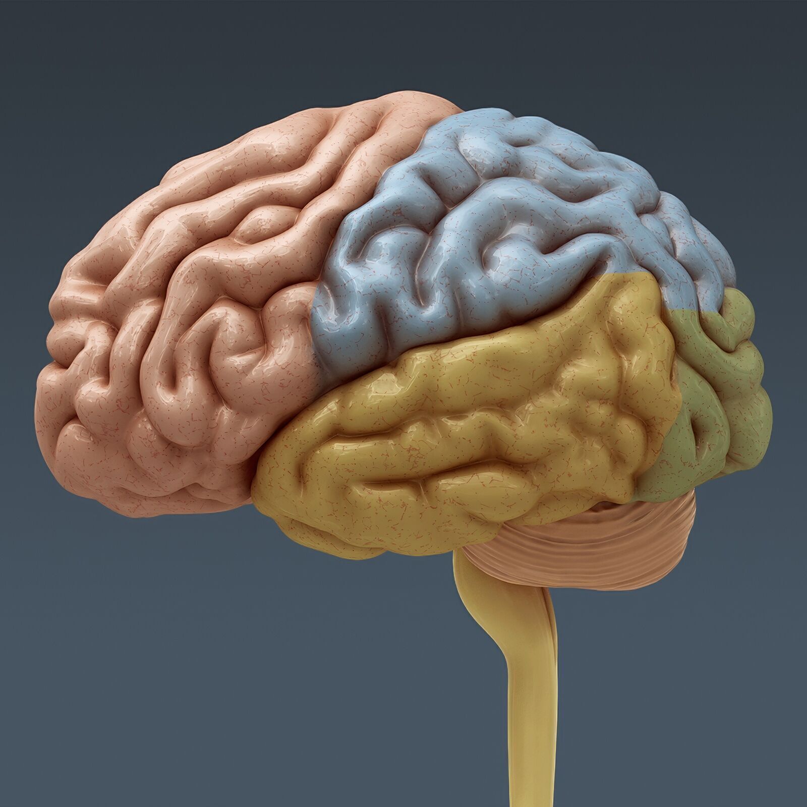 Human Male Anatomy 3D model_87