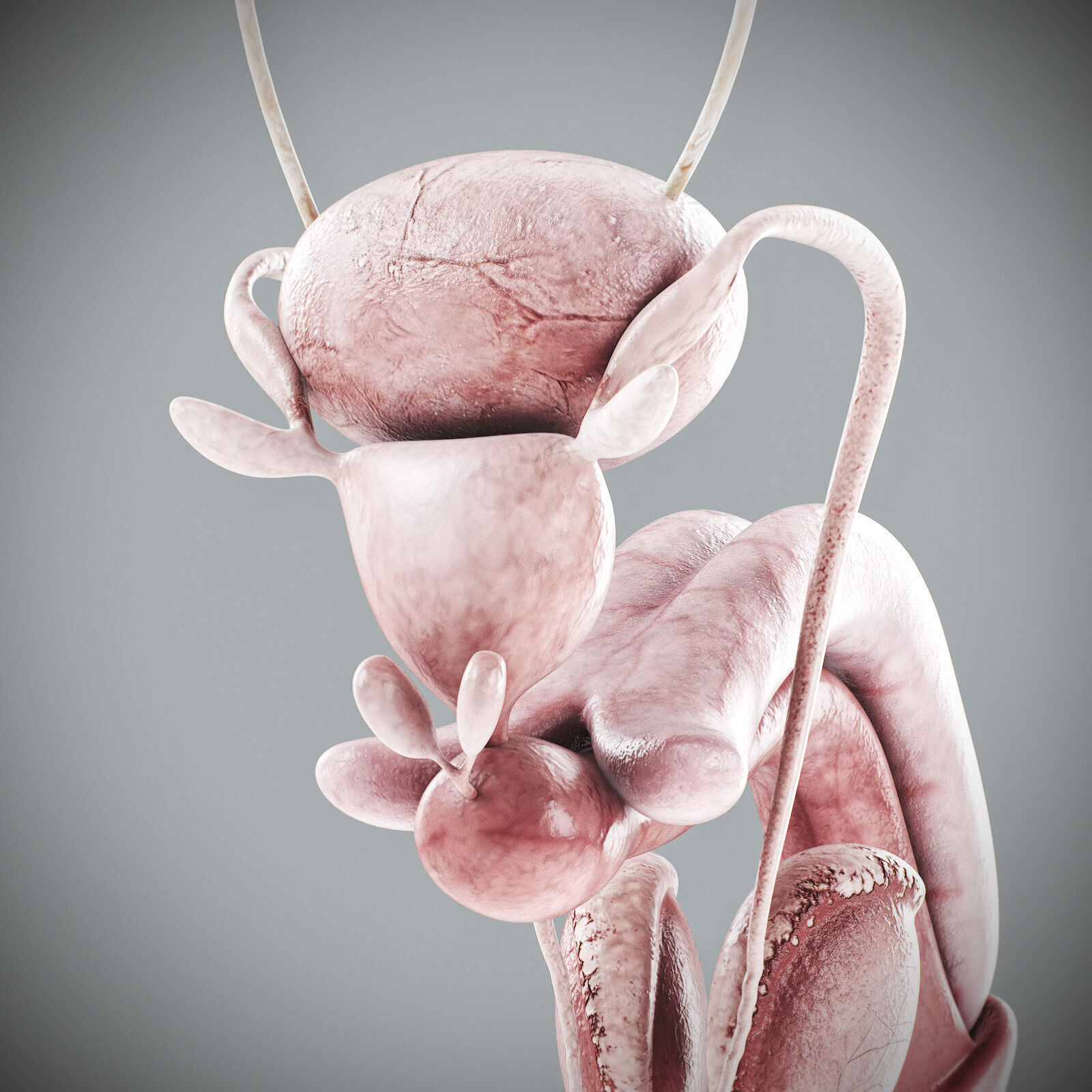 Human Male Anatomy 3D model_55