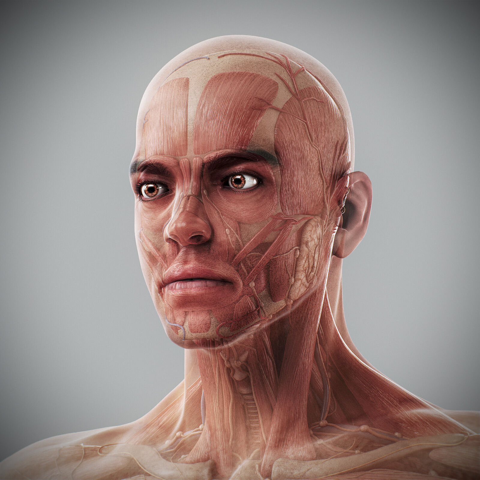 Human Male Anatomy 3D model_26