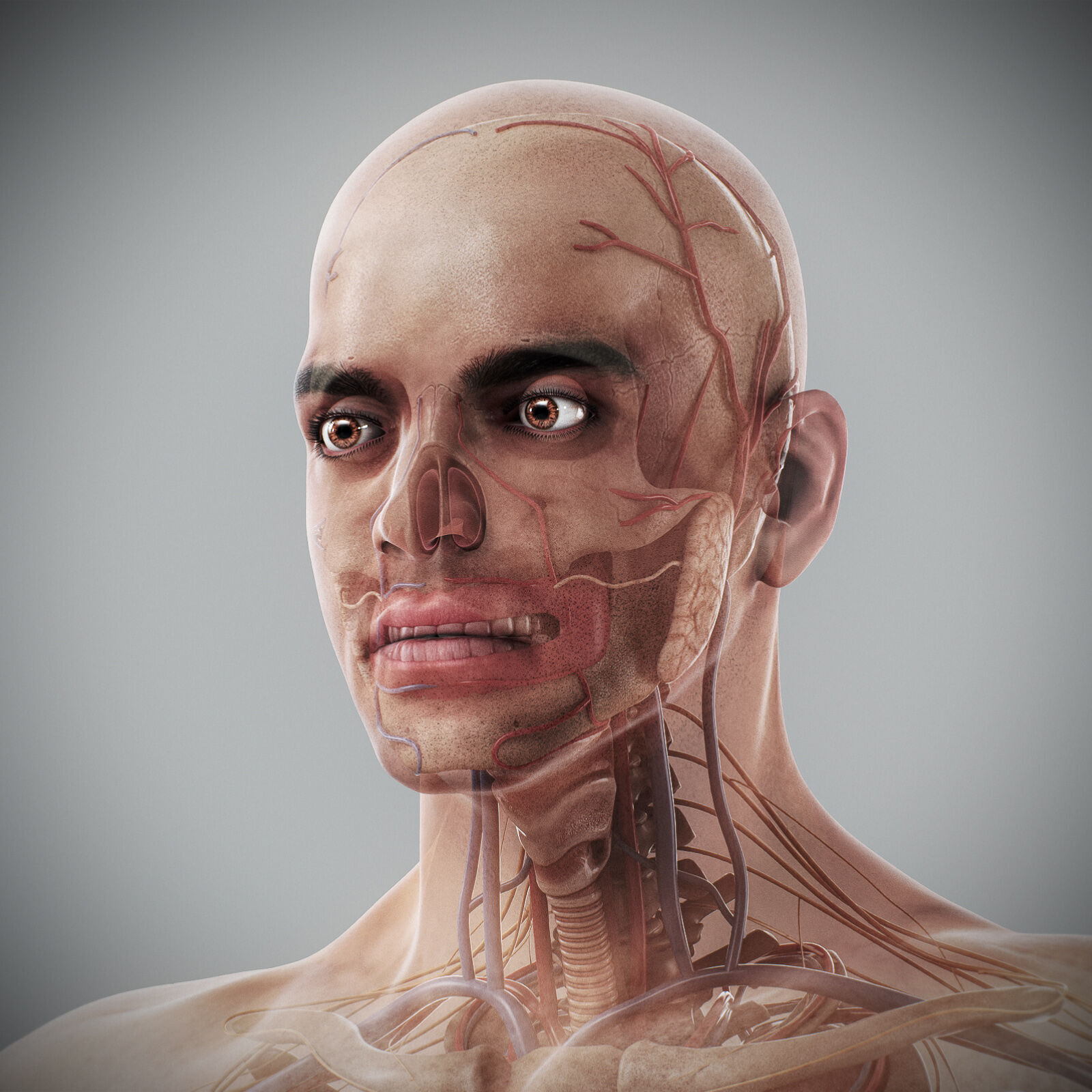 Human Male Anatomy 3D model_91