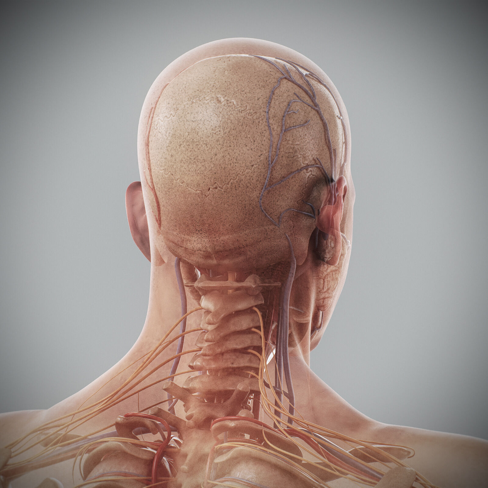 Human Male Anatomy 3D model_93