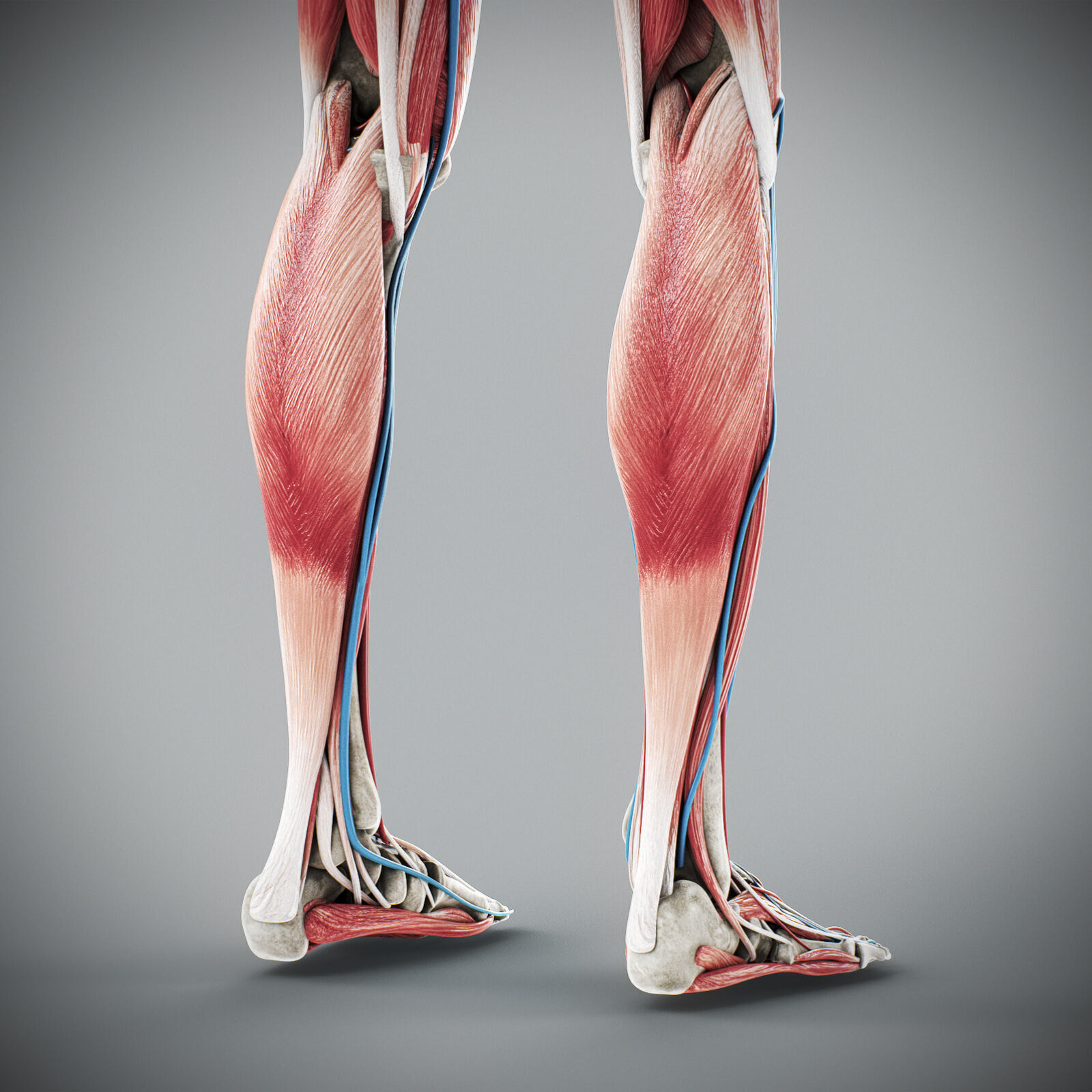 Human Male Anatomy 3D model_86