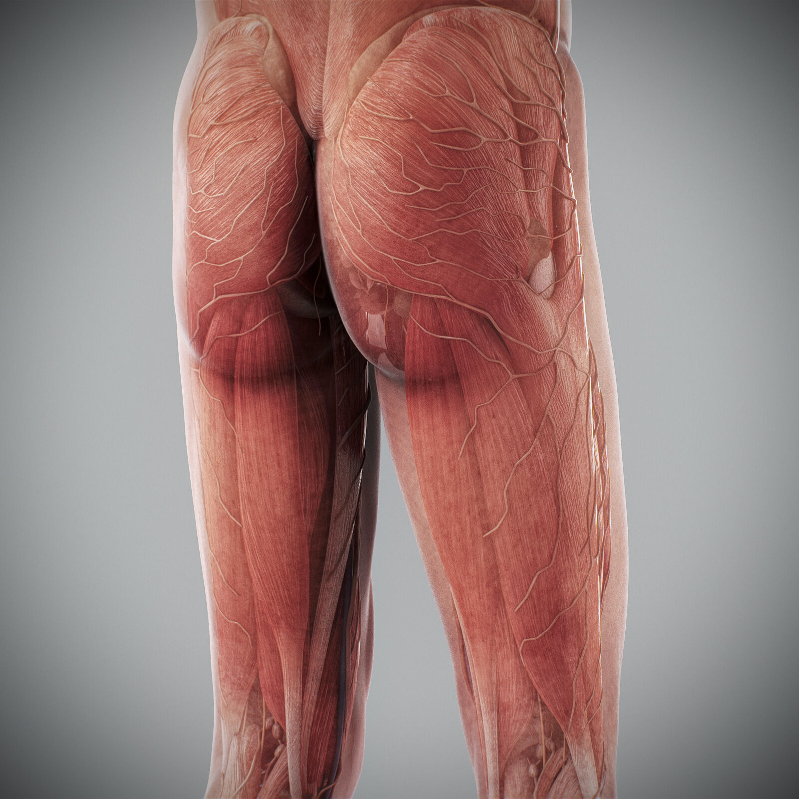 Human Male Anatomy 3D model_81