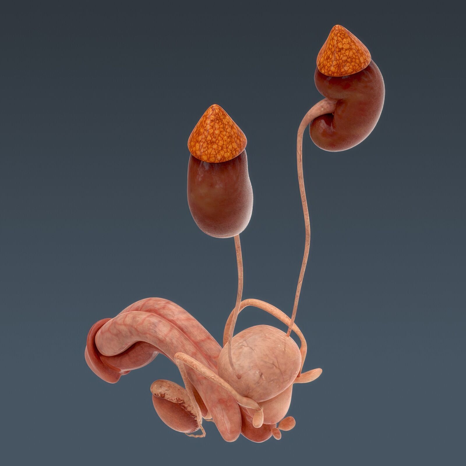 Human Male Anatomy 3D model_100