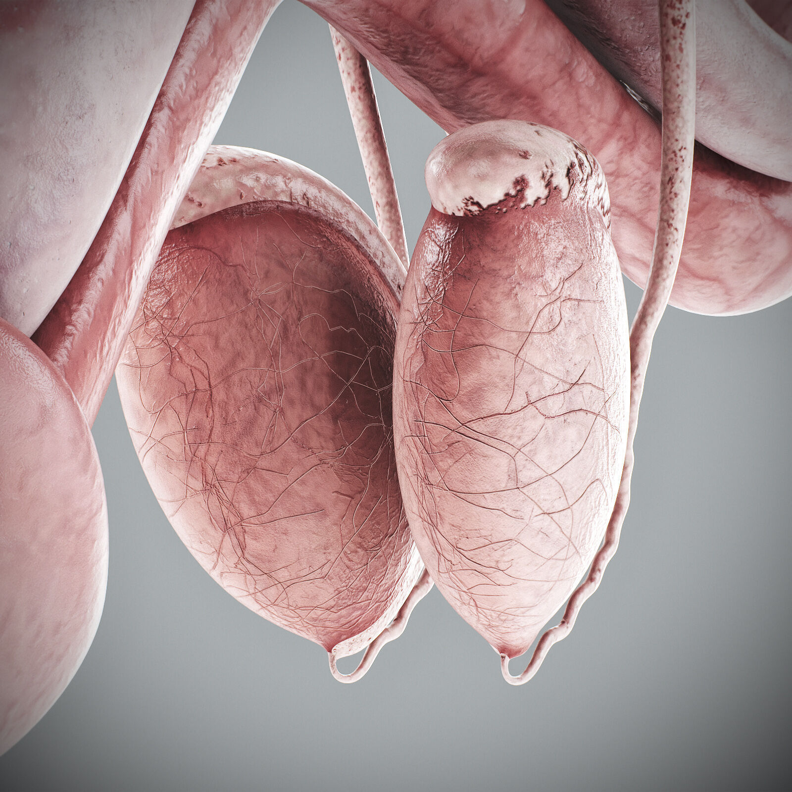 Human Male Anatomy 3D model_113