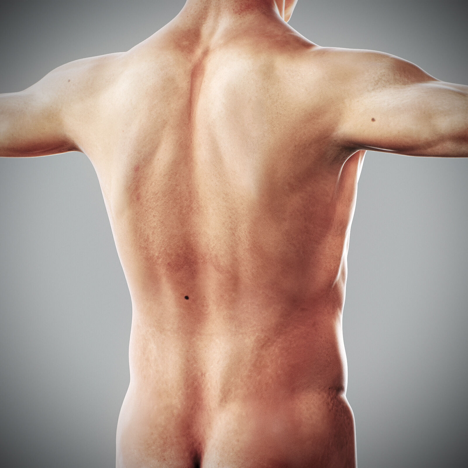 Human Male Anatomy 3D model_61