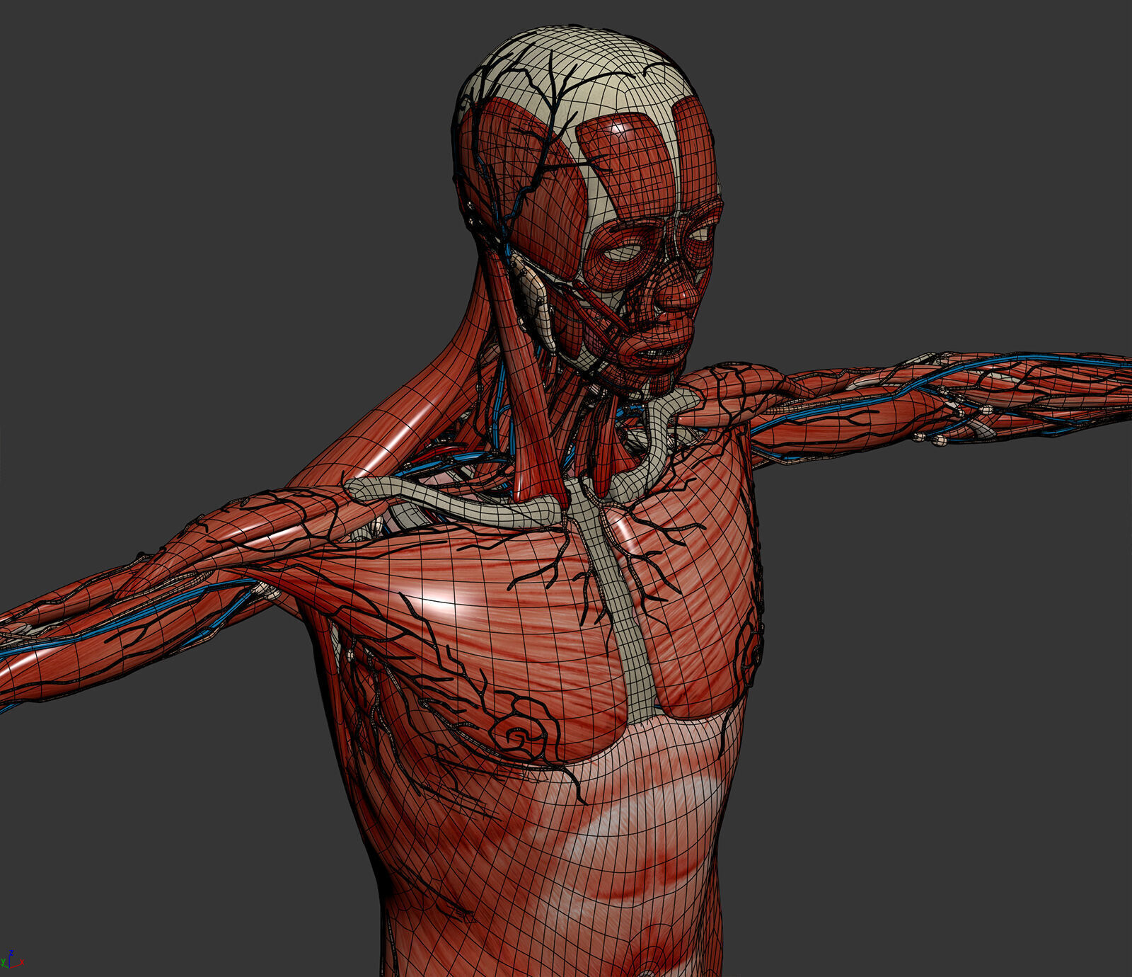 Human Male Anatomy 3D model_34