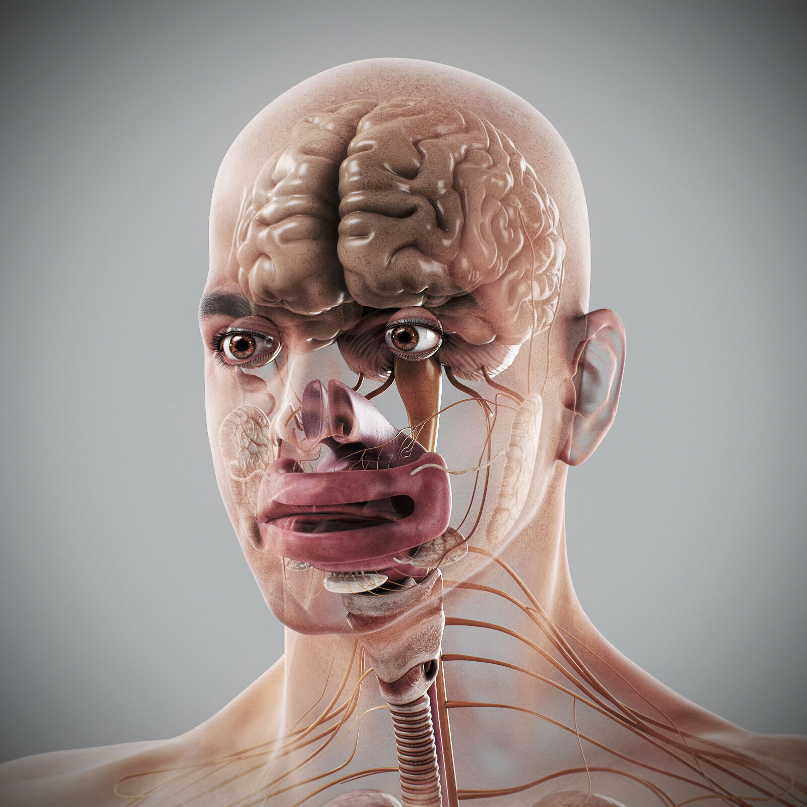 Human Male Anatomy 3D model_92