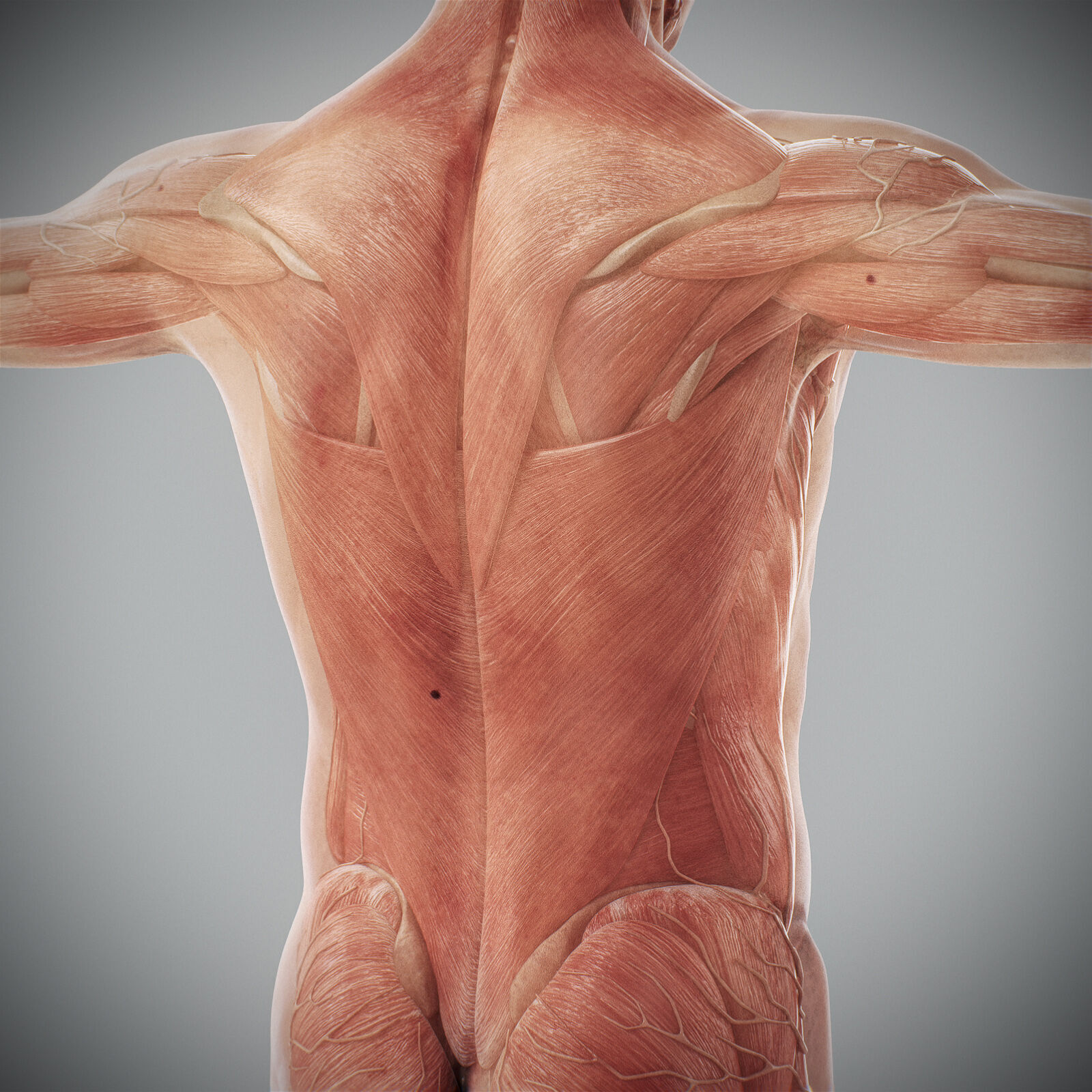 Human Male Anatomy 3D model_76