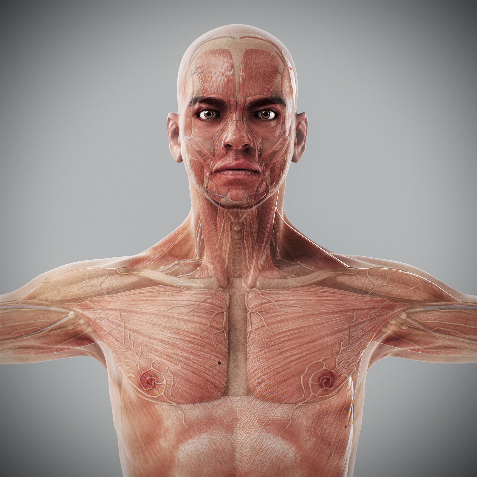 Human Male Anatomy 3D model_45