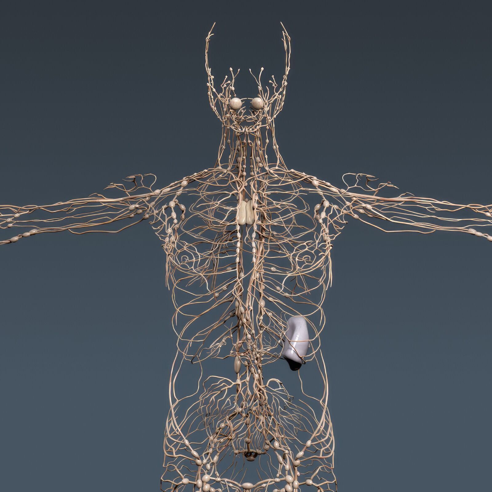 Human Male Anatomy 3D model_18