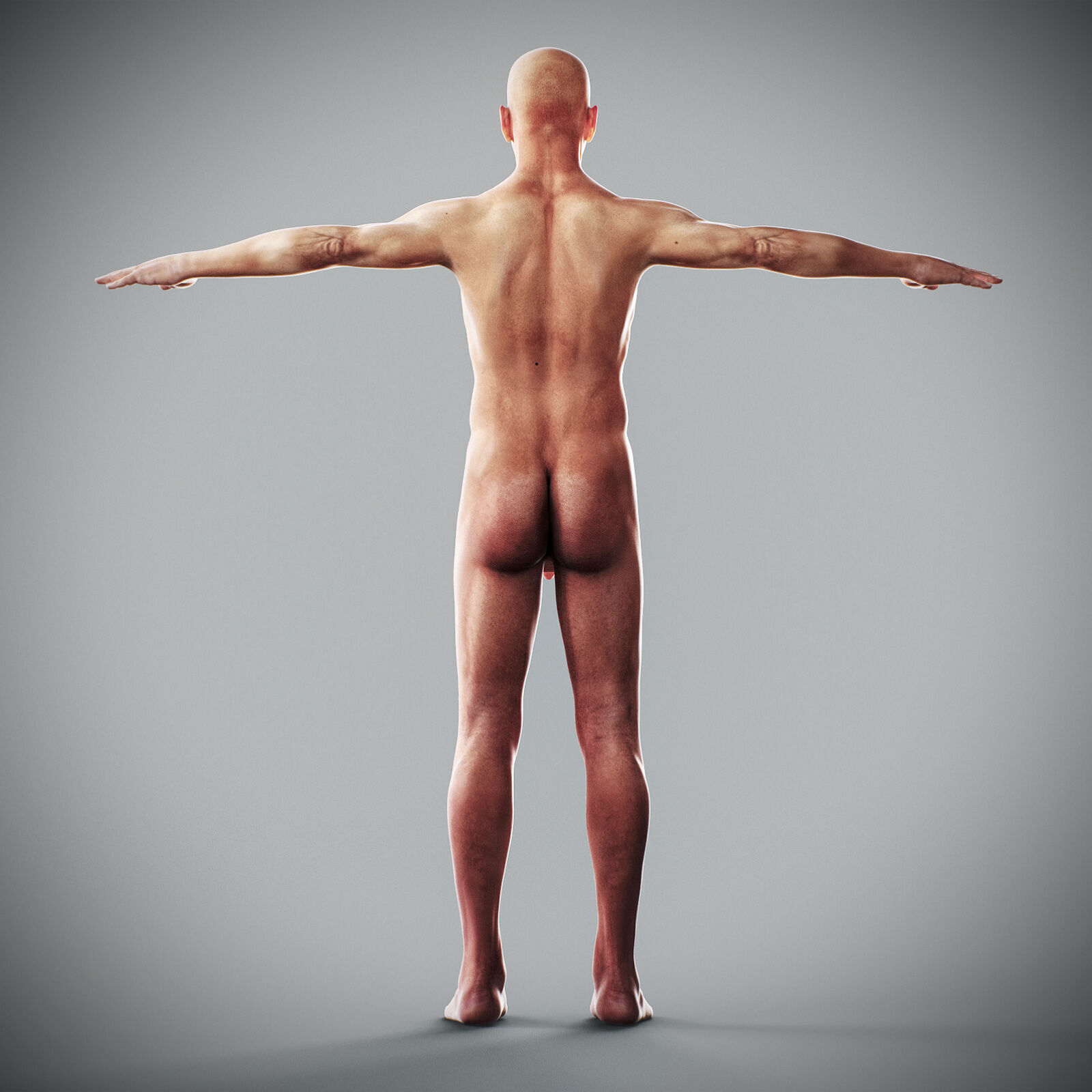 Human Male Anatomy 3D model_5